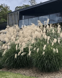 Des images de diff�rentes plantes